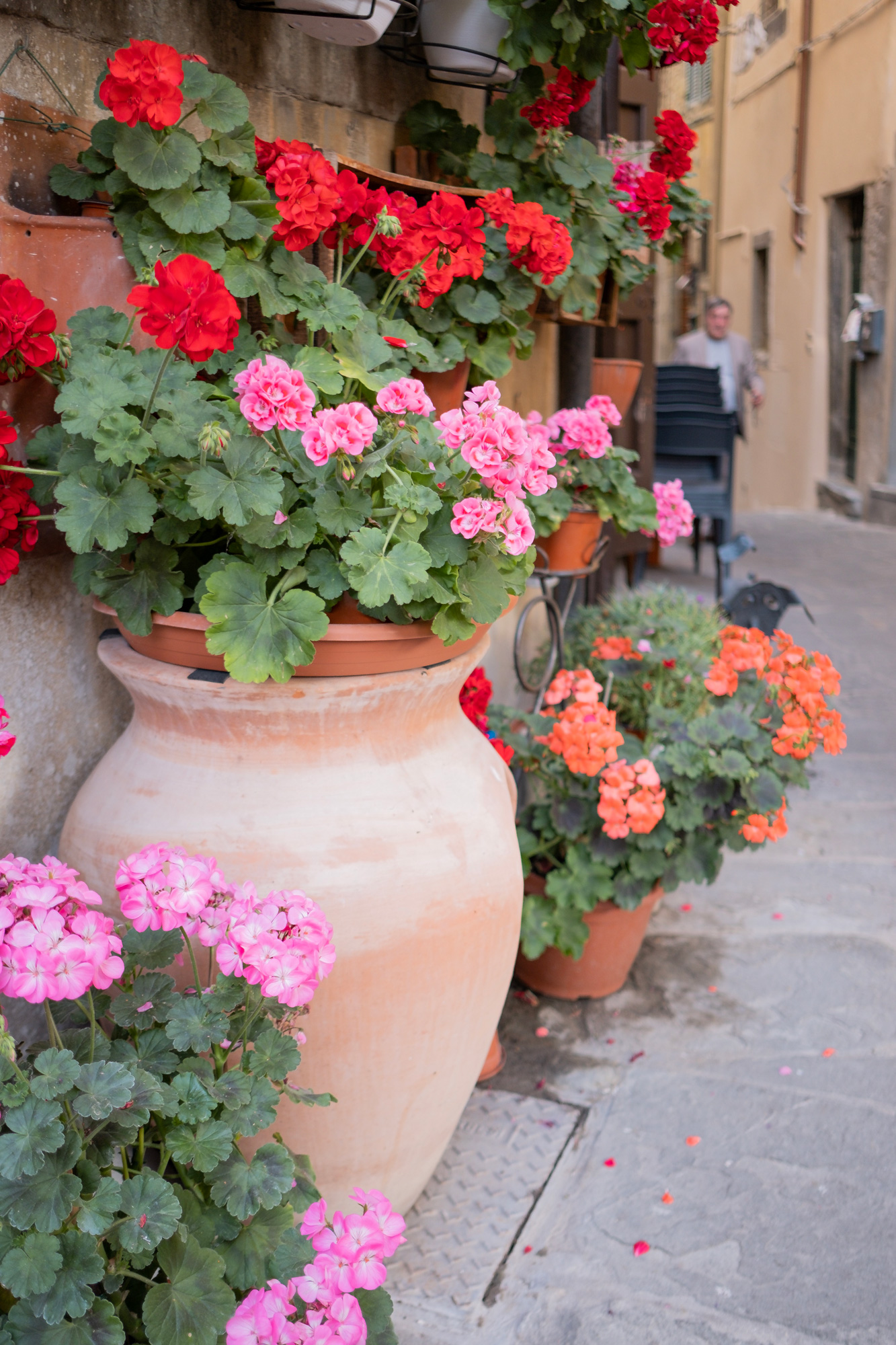 Cortona Travel Guide