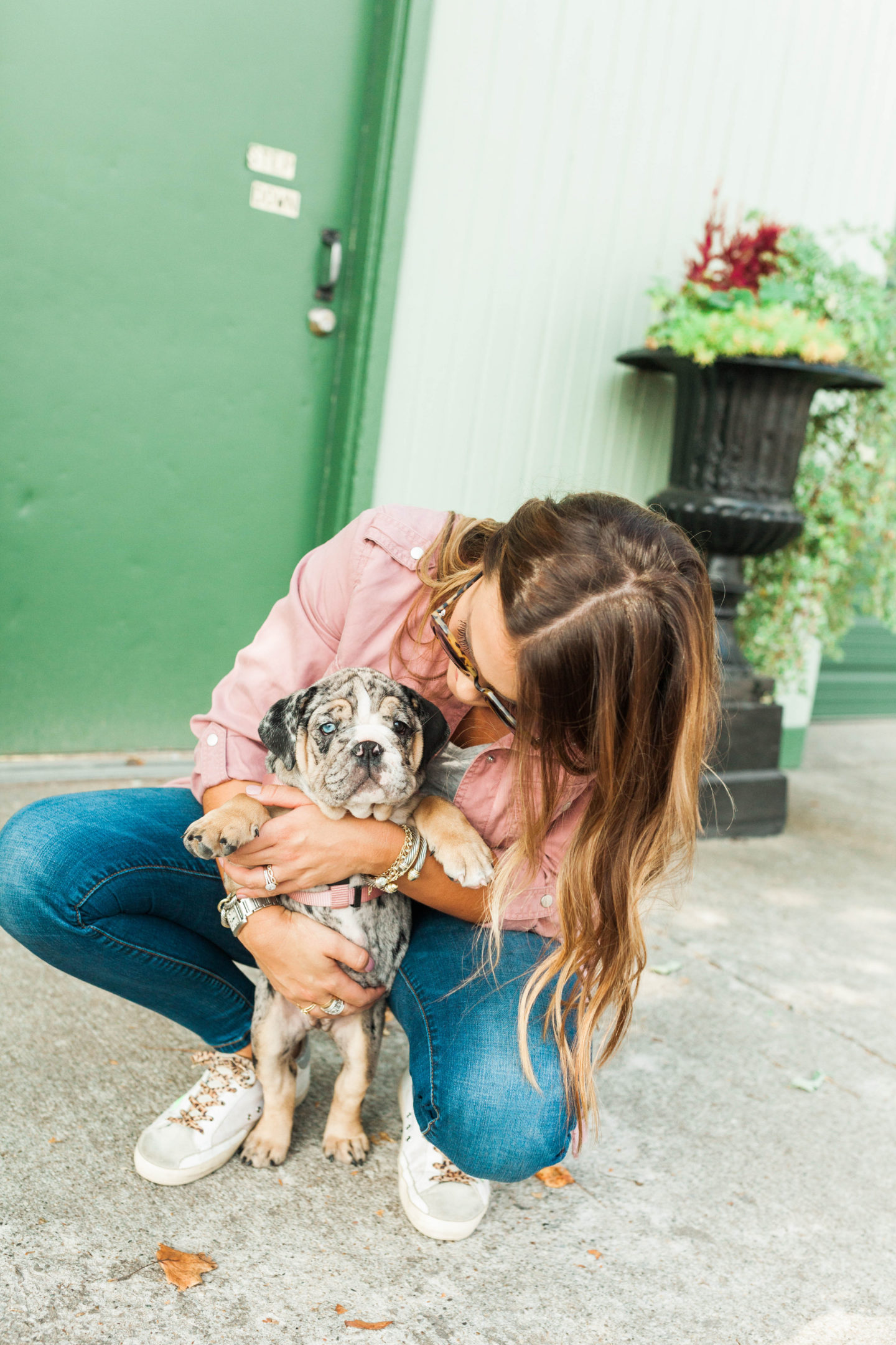 English Bulldog /Glitter & Gingham