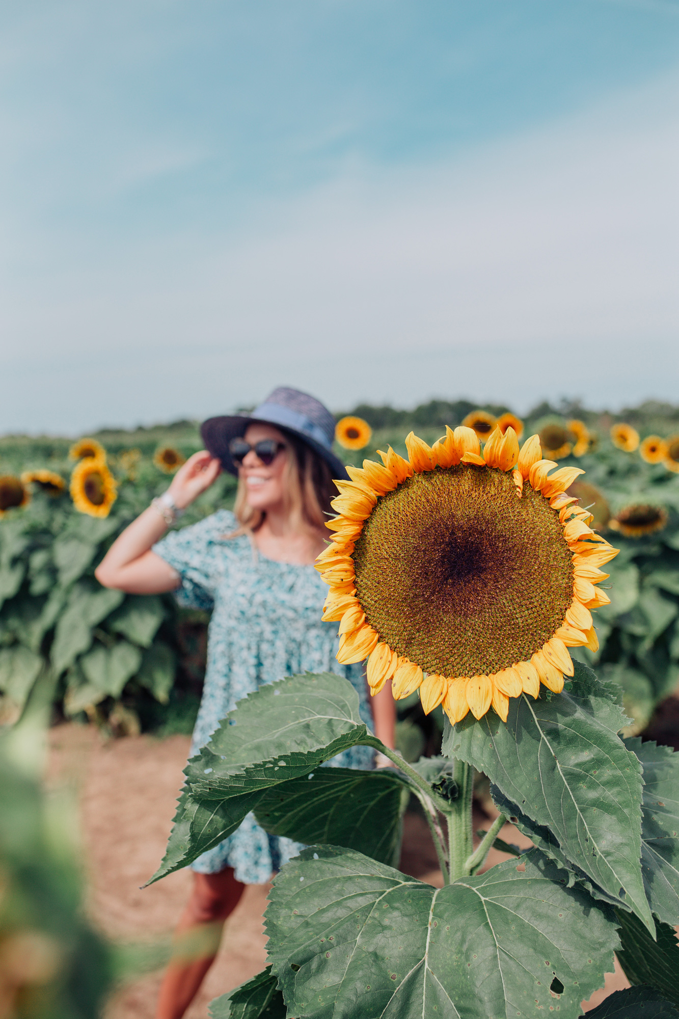 Kentucky Sunflower Field / Glitter & Gingham