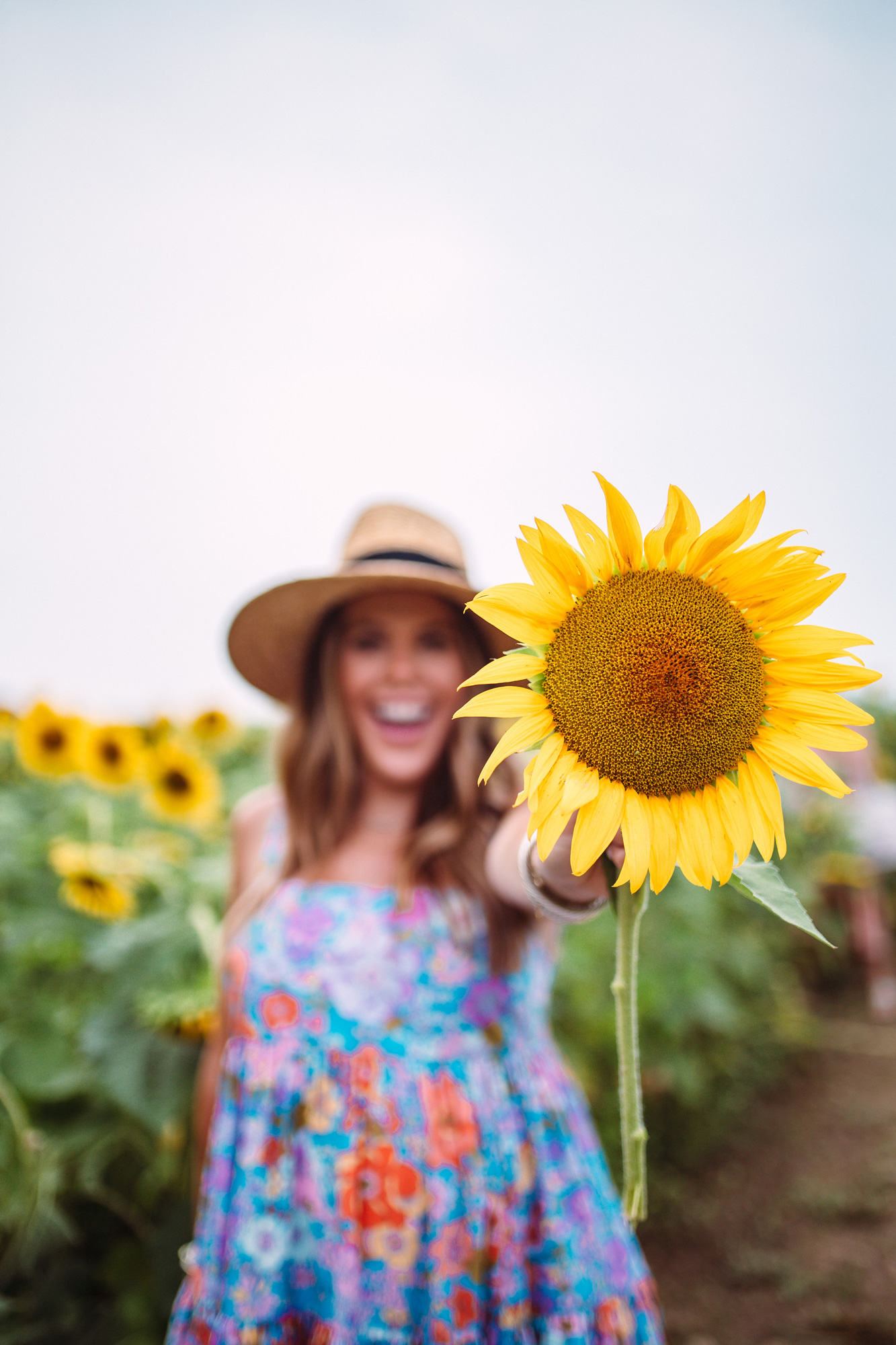 Kentucky Sunflower Field / Glitter & Gingham 